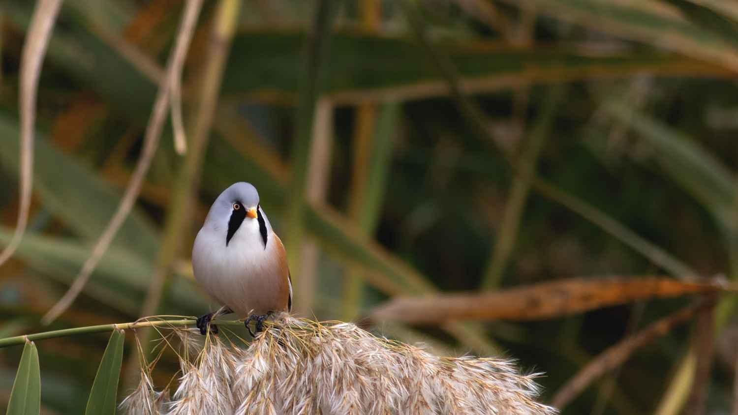 Bearded Reedling